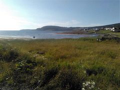 Newfoundland greenery / Verdure Terre-Neuvienne