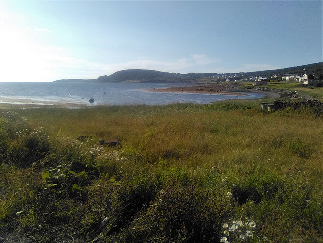 Newfoundland greenery / Verdure Terre-Neuvienne