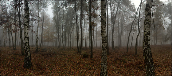 El bosc que viu dins de la boira