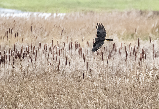 Marsh harrier