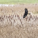 Marsh harrier