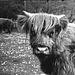 Tiergarten Straubing, Film