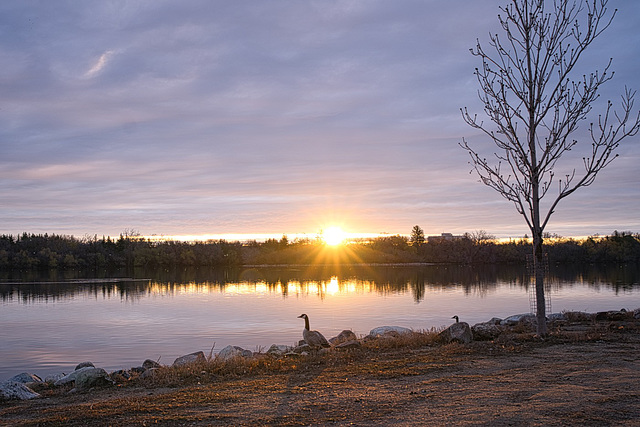 Canada geese watching sunrise