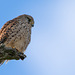 Sparrowhawk 3