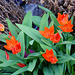 Kräftige Tulpen