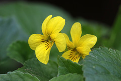 Wood Violet