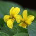 Wood Violet