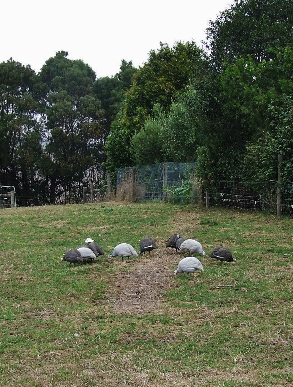 the guineas discover the paddocks