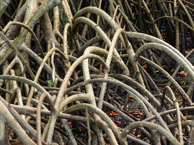 Mangrove trees, Nariva Swamp afternoon, Trinidad