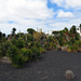Kaktusgarten