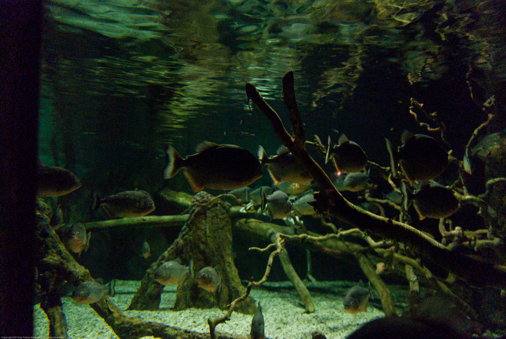 Meeres Auquarium Zella-Mehlis
