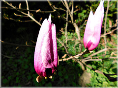 Magnolia au jardin avec notes: Printemps    le mercredi 20 mars 2019 équinoxe à 21:58:25