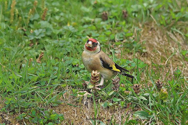 Goldfinch   /   Aug 2018