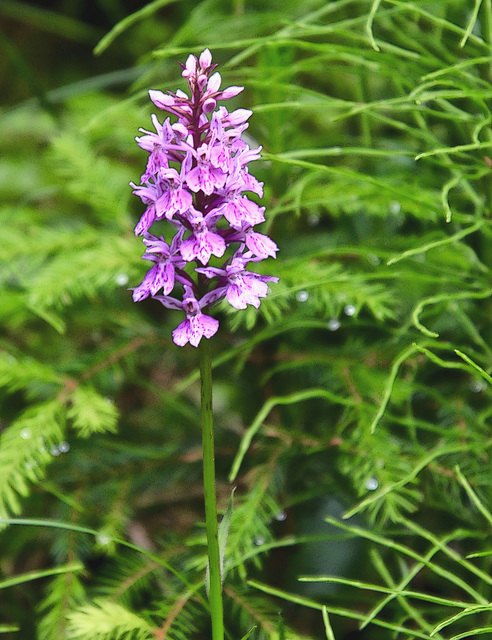 orchidée sauvage