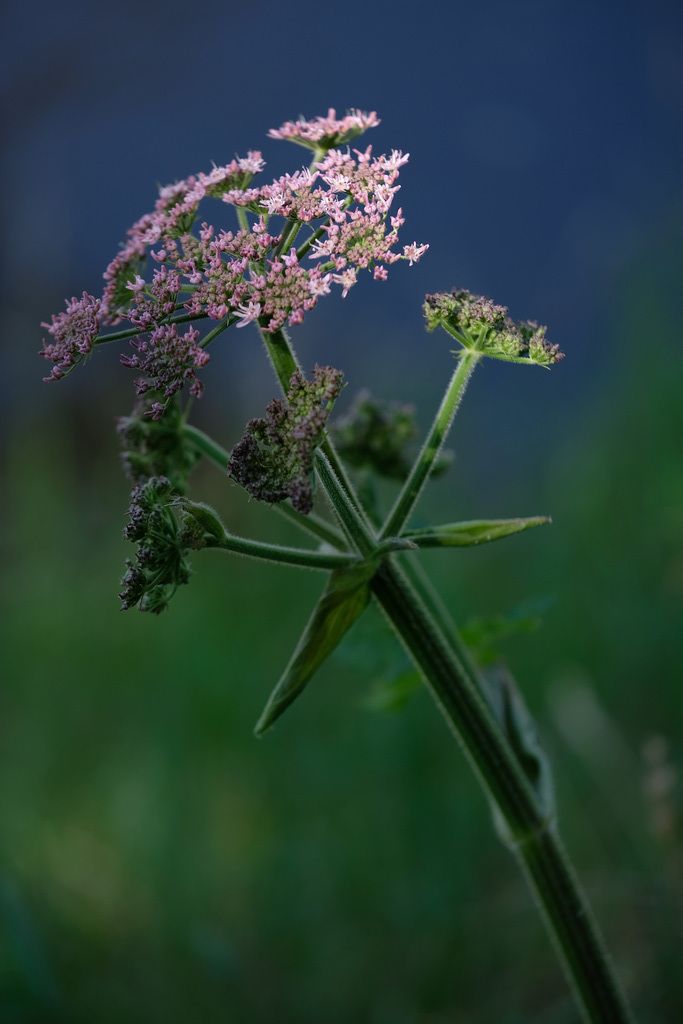 DSCF1899