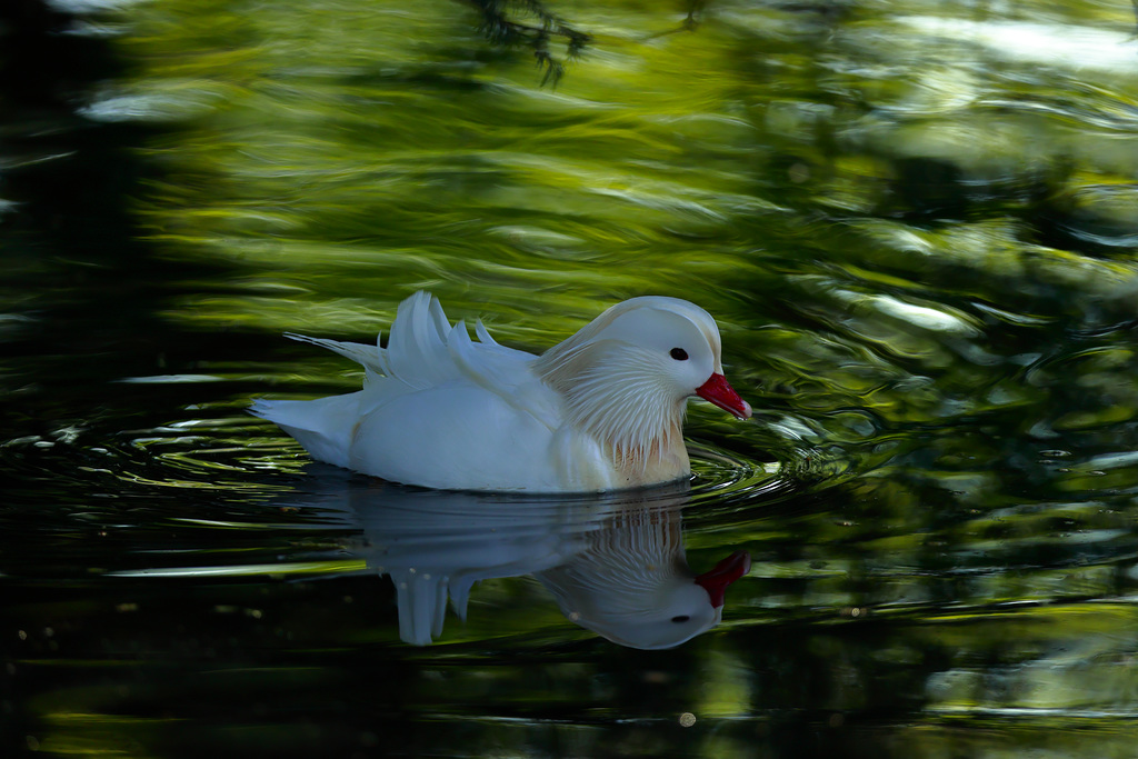 Canard mandarin albinos