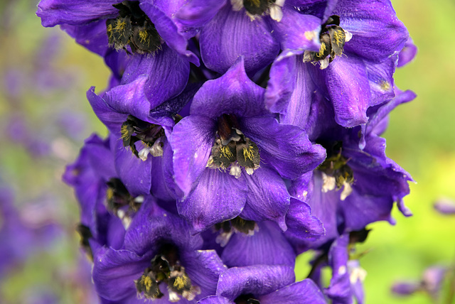 Delphinium Purple Passion