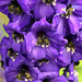 Delphinium Purple Passion