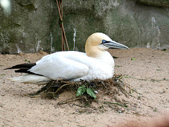 Basstölpel