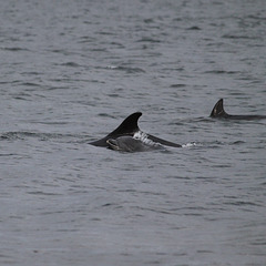 IMG 8911 - dolphins of the Moray Firth