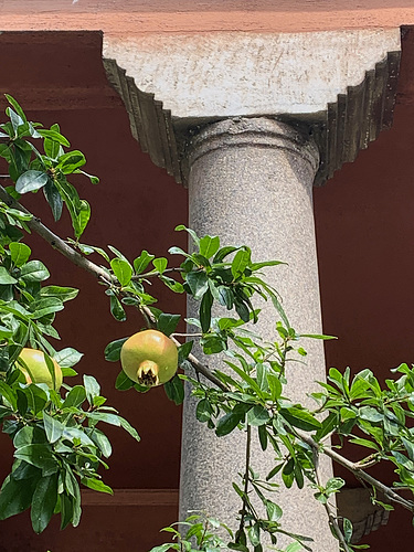 Rotunda pomegranate