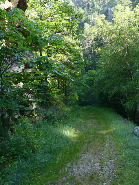 20230606 -08 Lozère tritons (70)