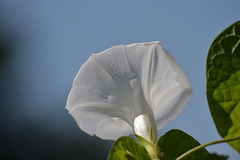 Angel trumpet