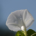 Angel trumpet