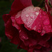 il a plu sur mes roses