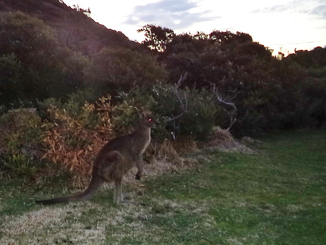 roos in the dusk
