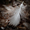 39/366: Drizzled Feather