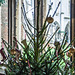 A Christmas Tree in the Cloisters