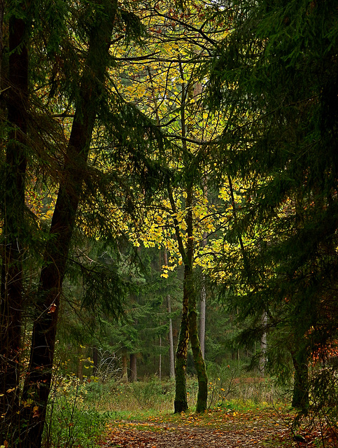 lovers in the wood......PiPs!