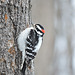 Downy Woodpecker