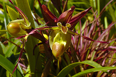 Slipper orchid IMG_2370