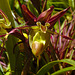Slipper orchid IMG_2370