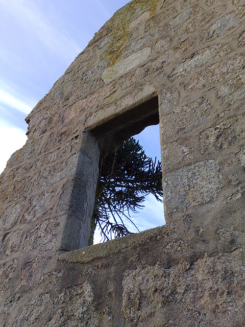 Monkey puzzle window