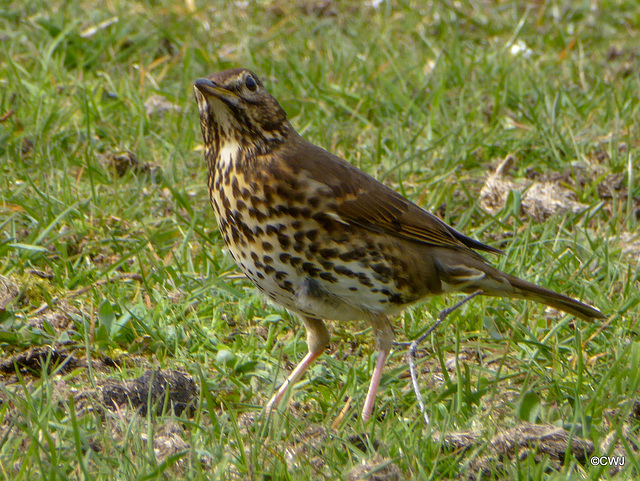 Song Thrush