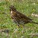 Song Thrush