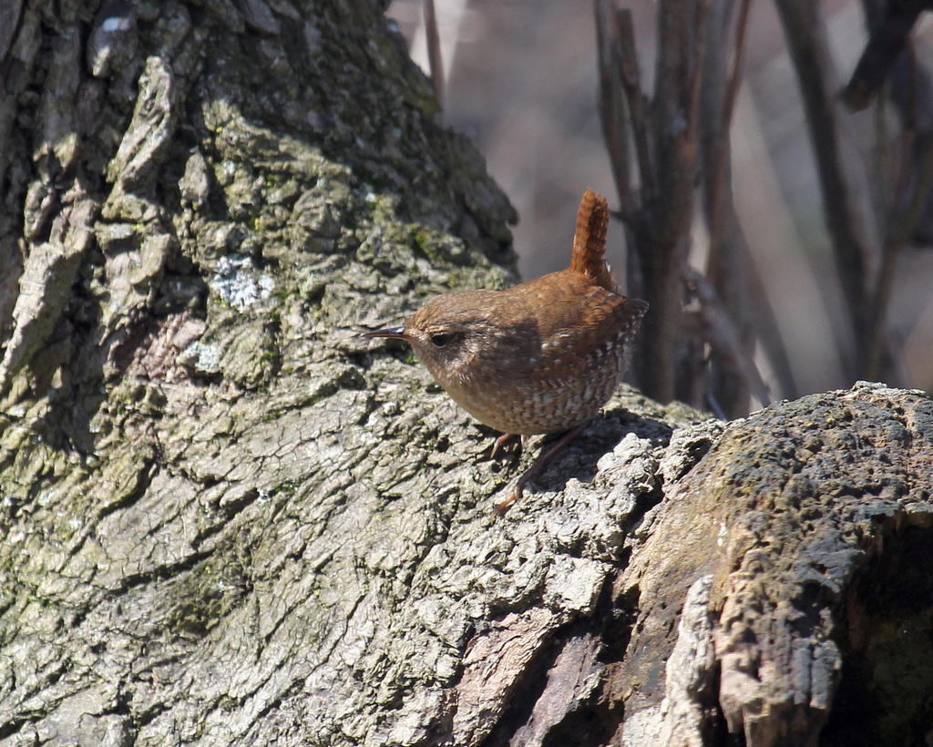 troglodyte mignon / winter wren