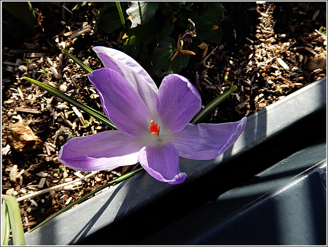 crocus,,,,