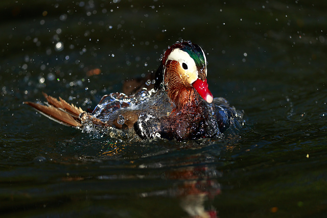 Canard mandarin