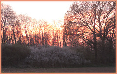 Sunset at the edge of the forest