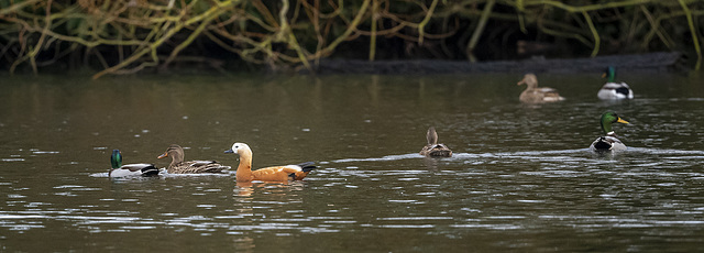 Ruddy shelduck