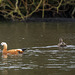 Ruddy shelduck