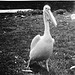 Tiergarten Straubing, Film
