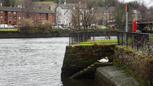 Mute Swan