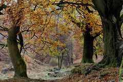 Autumn leaves, autumn colours.