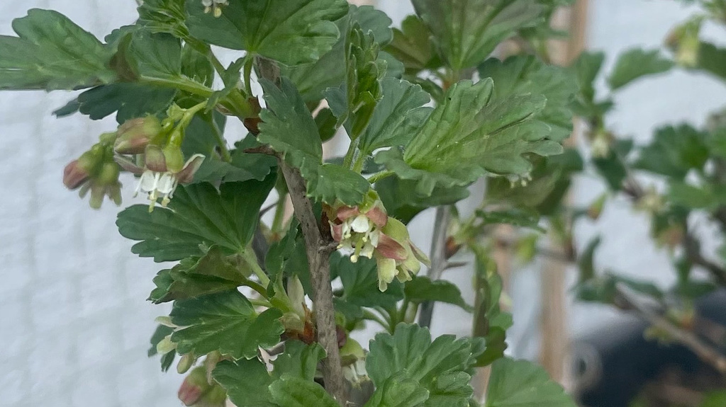 Ribes uva-crispa