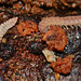 Life under a log. Many legged beasties! Flat Backed Millipedes.Polydesmida